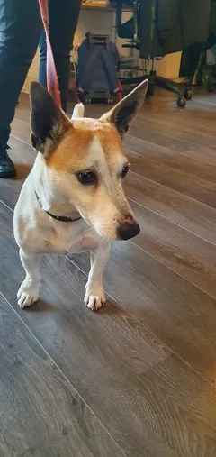 Chien trouvé Jack-Russell-Terrier