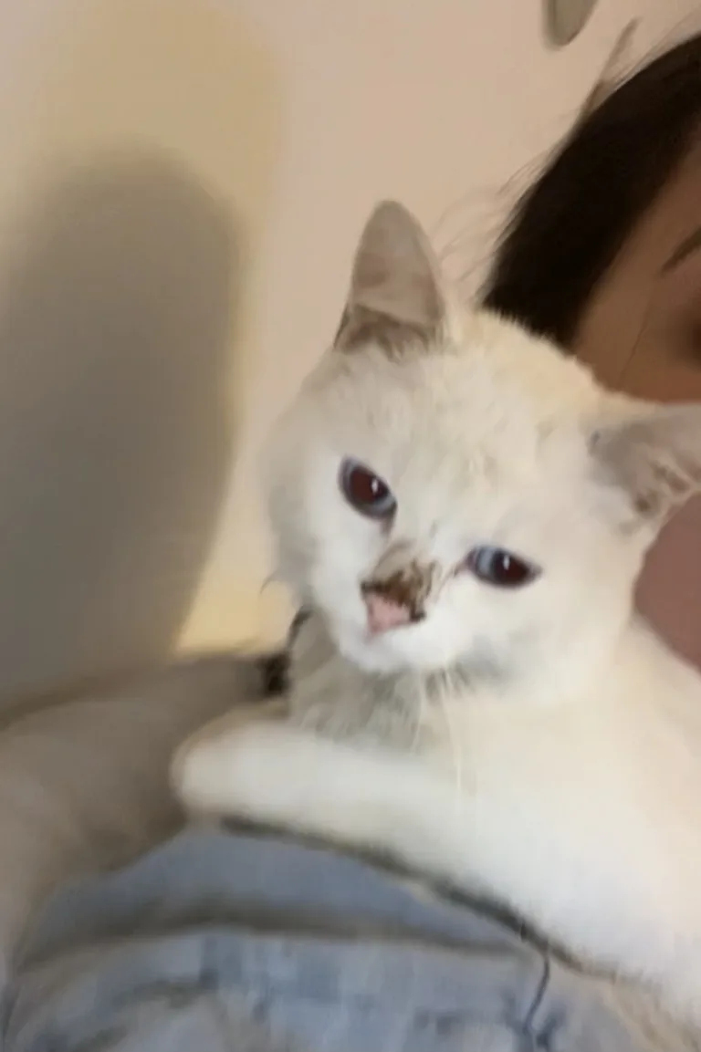 Chat trouvé