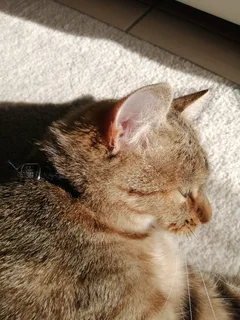 Chat trouvé Européen