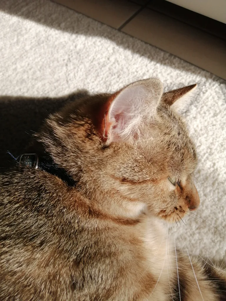 Chat trouvé