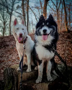 Chien perdu Husky Sibérien
