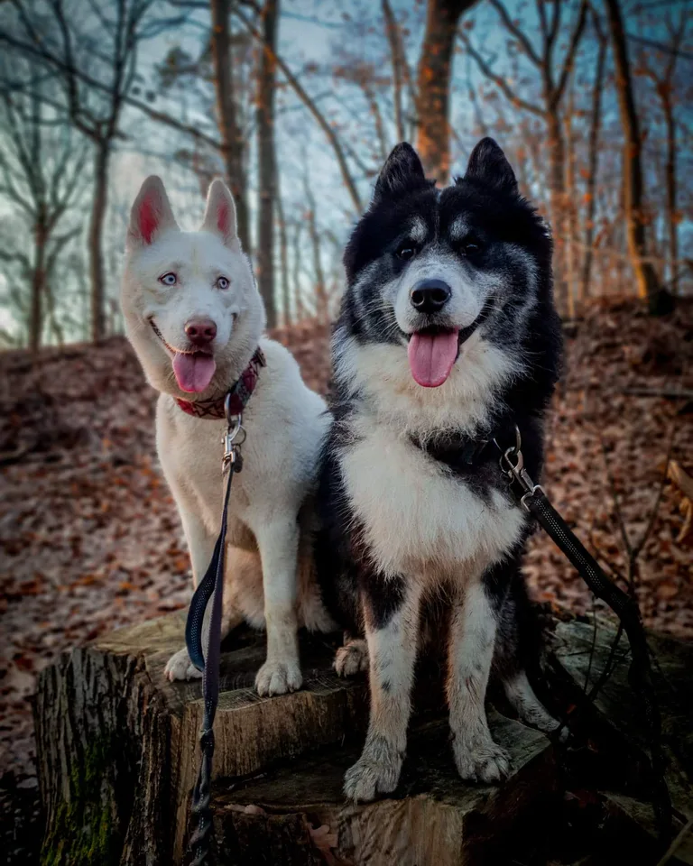 Katana et Kikko