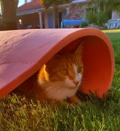 Chat perdu Croisé