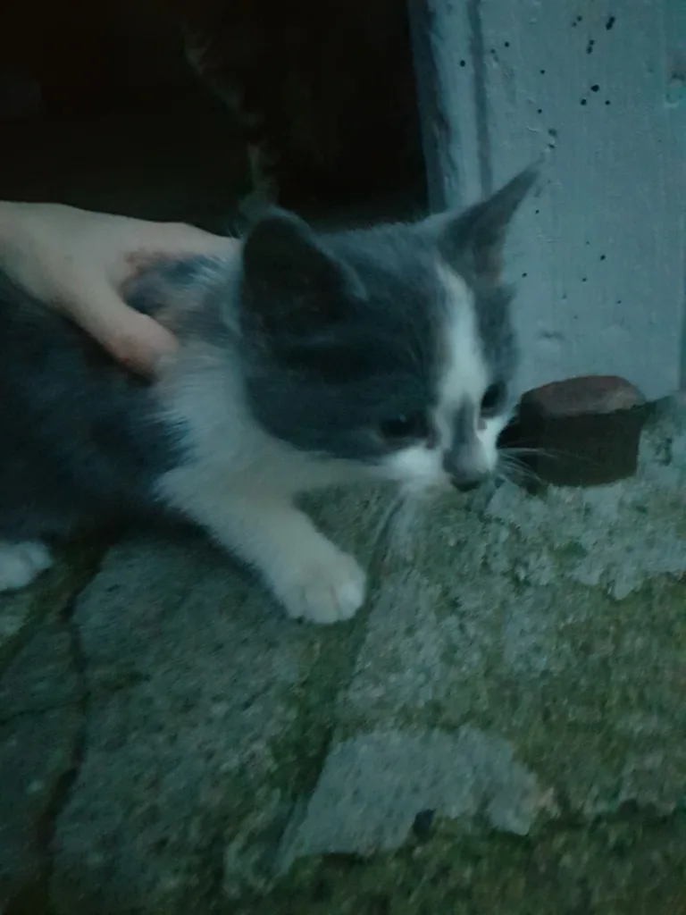 Chat trouvé