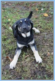 Chien perdu Berger Allemand
