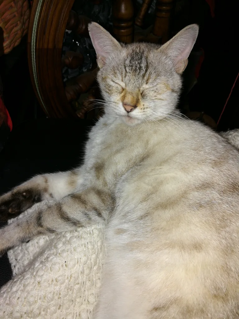 Chat trouvé