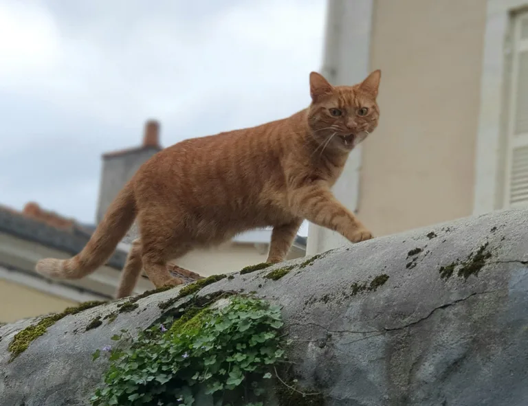 Chat trouvé