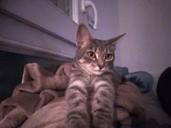 Chat perdu Européen