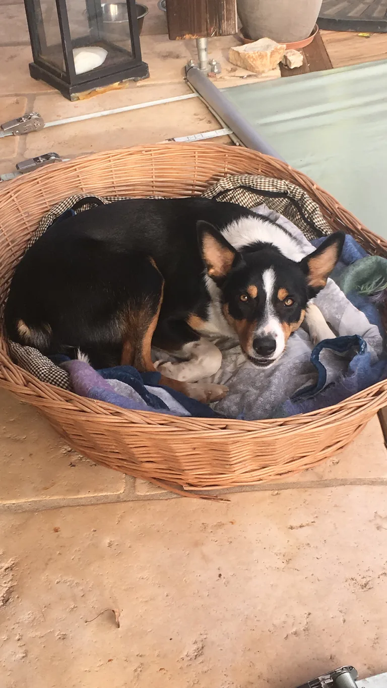 Chien trouvé