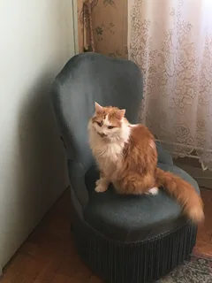 Chat perdu Européen