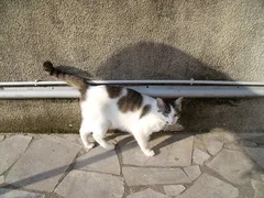 Chat trouvé Européen