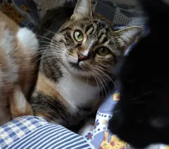 Chat perdu Européen