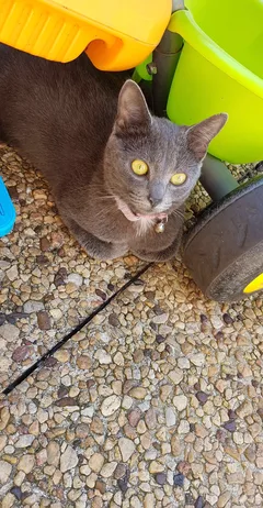 Chat perdu Chartreux