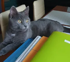 Chat perdu Bleu russe