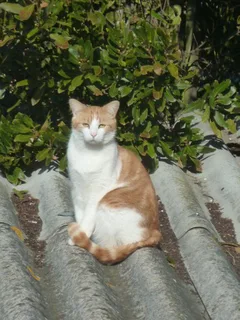 Chat perdu Européen