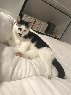 Chat perdu Européen