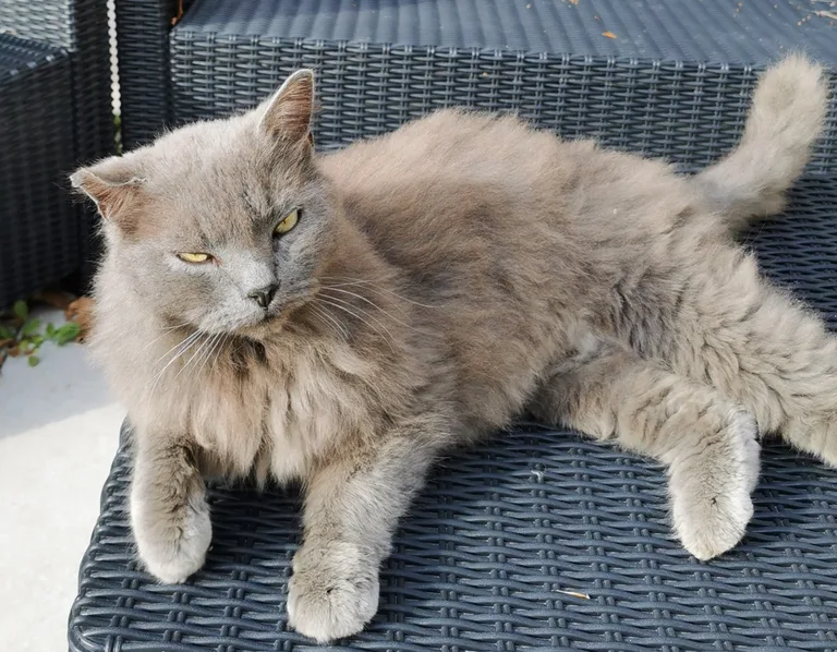 Chat trouvé