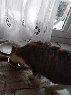 Chat trouvé Européen