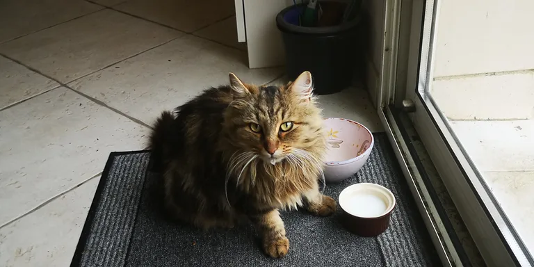 Chat trouvé