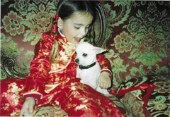 Chien perdu Chihuahua
