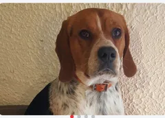 Chien perdu Beagle