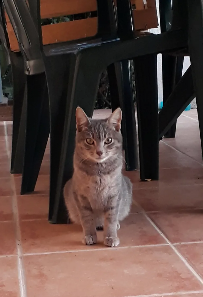 Chat trouvé