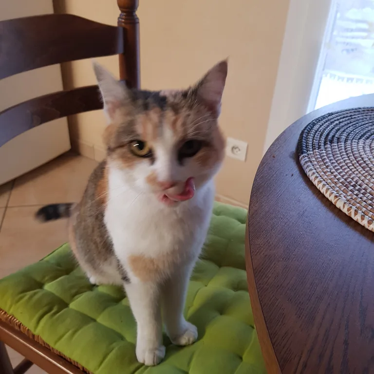 Chat trouvé