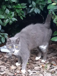Chat trouvé Européen
