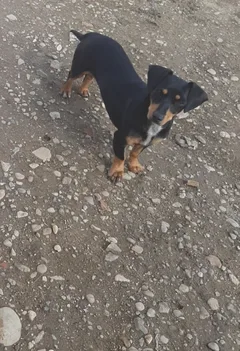 Chien perdu Teckel