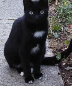 Chat perdu Européen