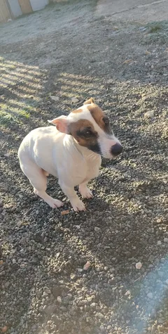 Chien perdu Jack-Russell-Terrier