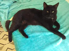 Chat perdu Européen
