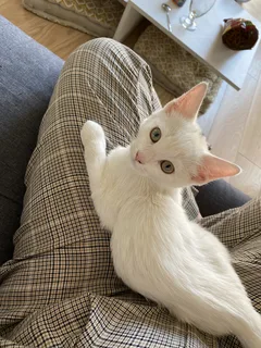 Chat perdu Khao Manee