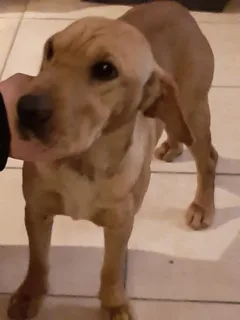 Chien trouvé Labrador-Retriever