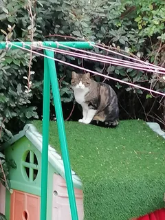 Chat trouvé Croisé