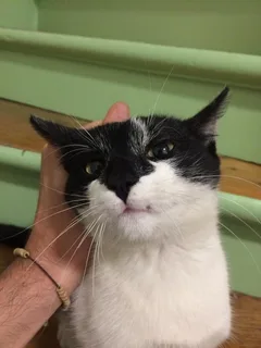 Chat trouvé Sans race particulière