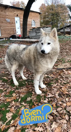 Chien perdu Husky Sibérien