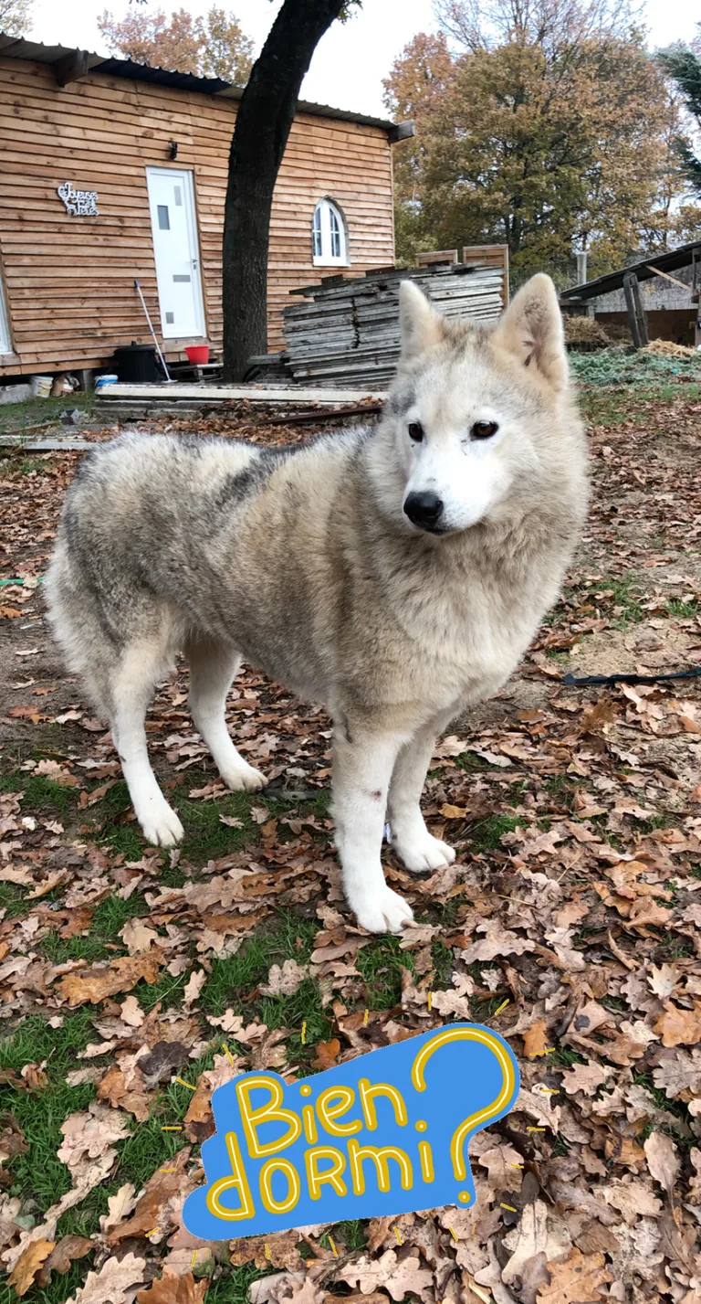 Mimi