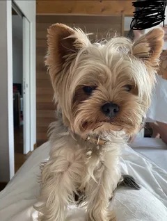 Chien perdu Yorkshire Terrier