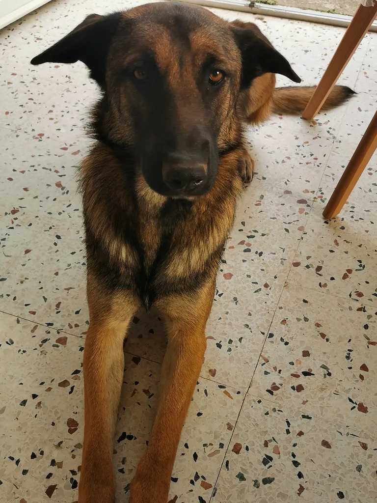 oscar