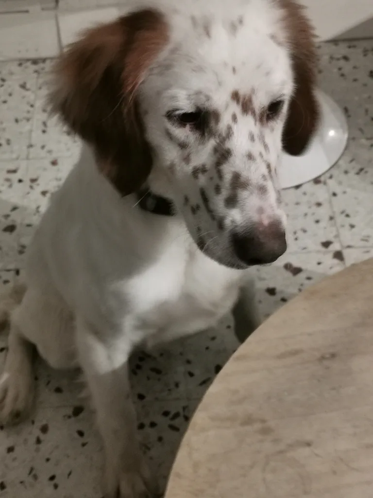 pongo
