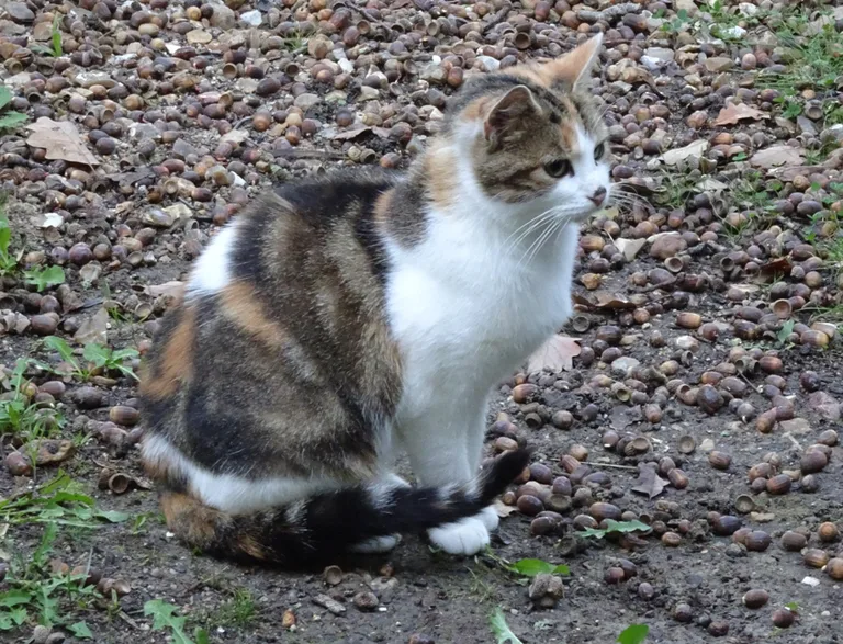 Chat trouvé