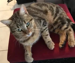 Chat trouvé Chat Tigre