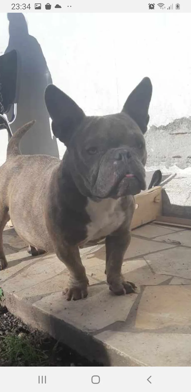 Dama