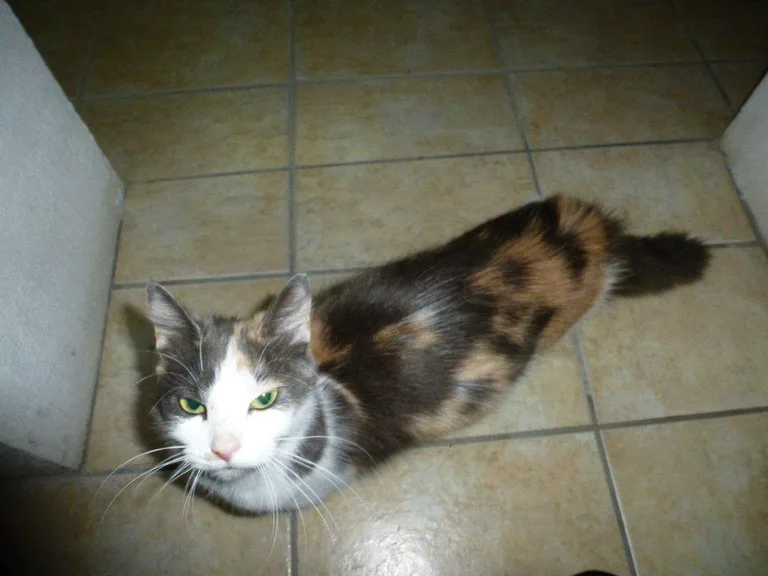 Chat trouvé