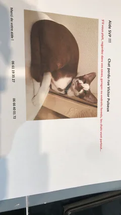 Chat perdu Oriental