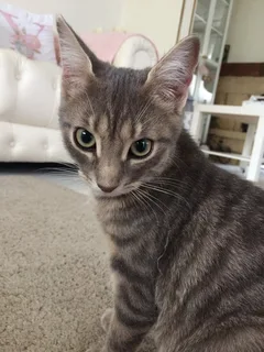 Chat perdu Européen