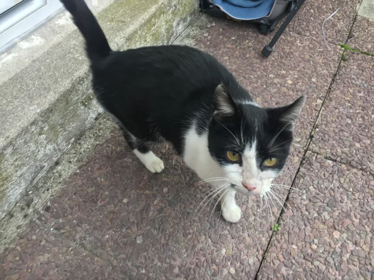 Chat trouvé