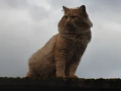Chat trouvé Européen