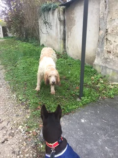 Chien trouvé Grand Griffon Vendéen
